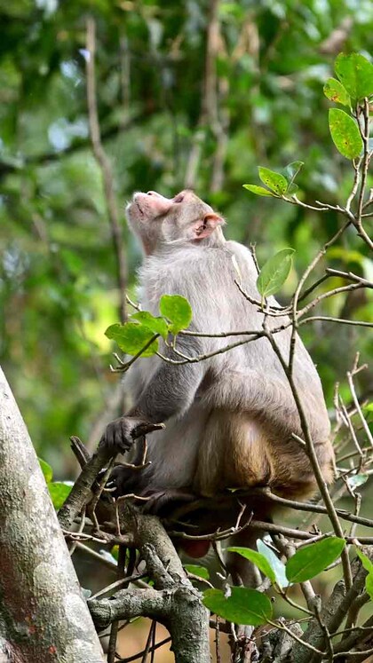 വട്ടം ചുറ്റിച്ച് വാനരൻ