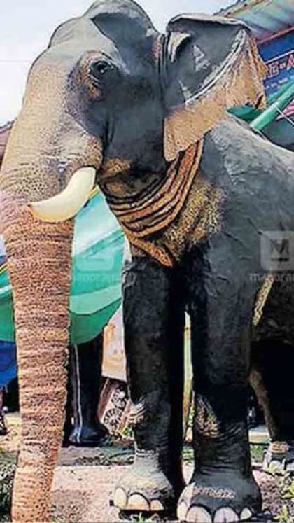 സിംഗപ്പൂരിലെത്തുന്ന കൊമ്പൻമാർ; ആനകളെ കഷ്ണങ്ങളാക്കി കരകടത്തി