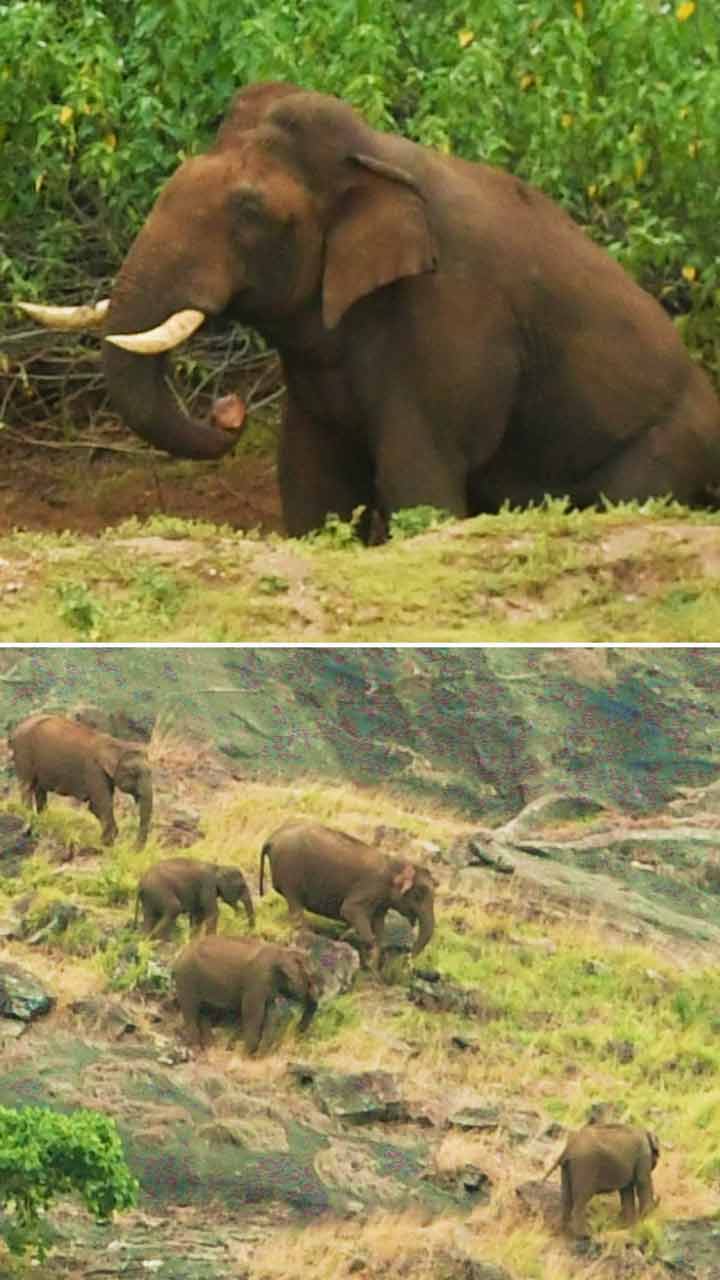 കഞ്ചിക്കോട്ട് വീണ്ടും കാട്ടാനക്കൂട്ടം