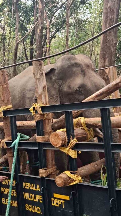 കാട്ടിലെ കൊമ്പൻ കൂട്ടിൽ