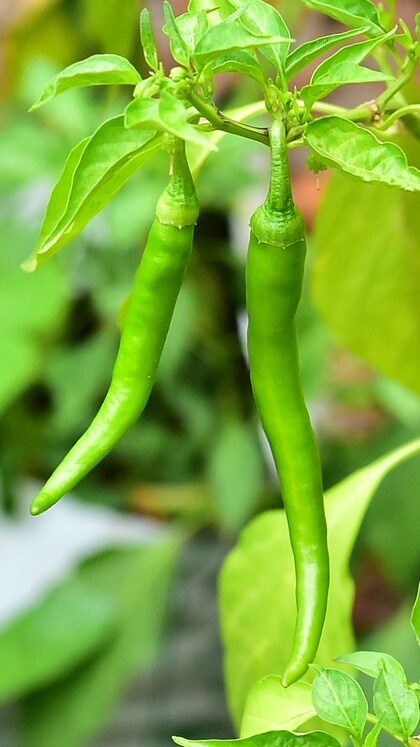 പച്ചമുളക് ഈ രീതിയിൽ സൂക്ഷിക്കാം, കേടാകില്ല