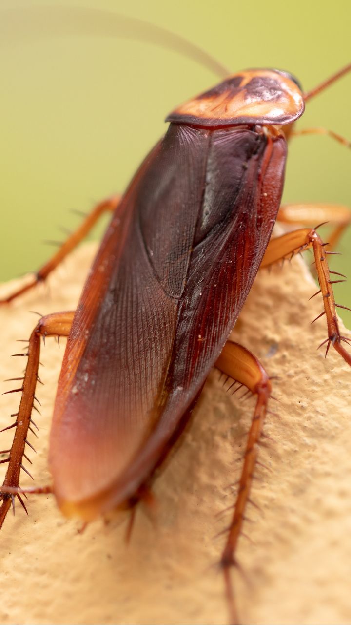 Cockroach Prajati അടുക്കളയില് പാറ്റശല്യം ഉണ്ടോ? ഒറ്റ പൈസ ചിലവില്ലാതെ ഓടിക്കാം