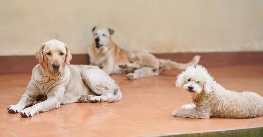 dogs-01 dogs-01