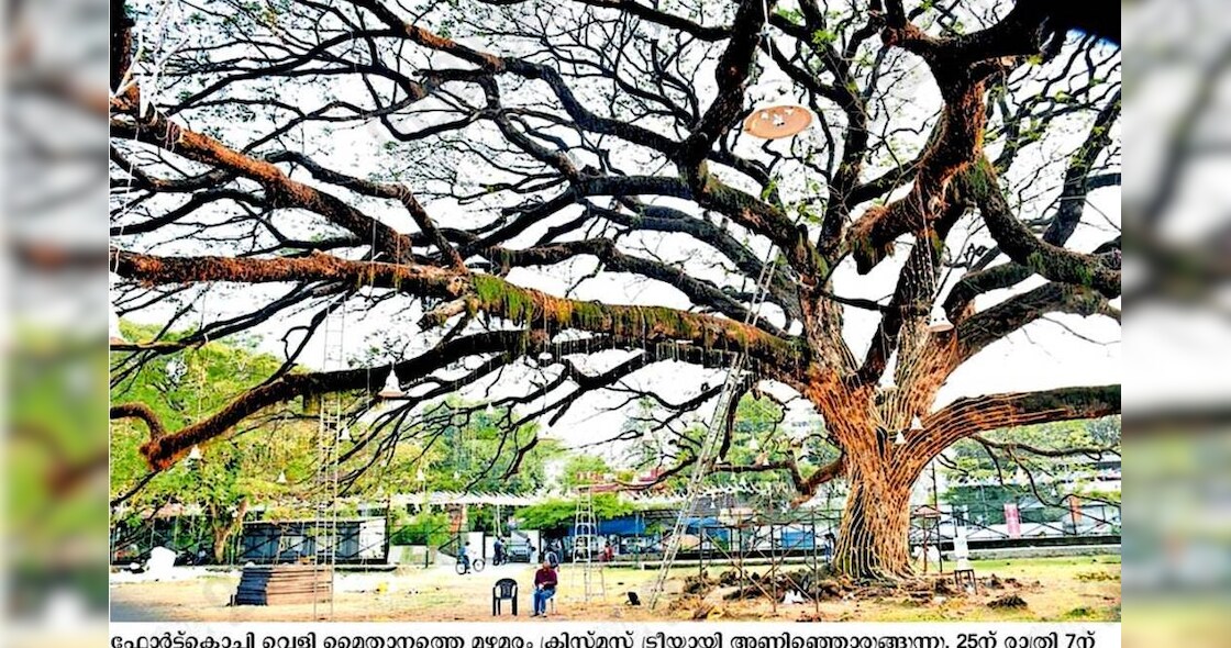 ഫോർട്ട്കൊച്ചിയിലെ കൂറ്റൻ മഴമരത്തിൽ ഇനി നക്ഷത്രങ്ങൾ പൊഴിയും | Fort Kochi ...